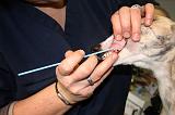 WHIPPET - TEST ADN 027